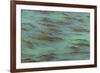 USA, California, Big Sur. Strands of ocean kelp forest.-Jaynes Gallery-Framed Premium Photographic Print