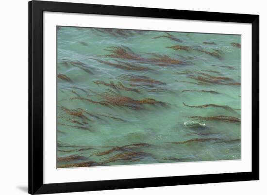 USA, California, Big Sur. Strands of ocean kelp forest.-Jaynes Gallery-Framed Premium Photographic Print