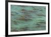 USA, California, Big Sur. Strands of ocean kelp forest.-Jaynes Gallery-Framed Premium Photographic Print