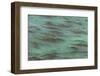 USA, California, Big Sur. Strands of ocean kelp forest.-Jaynes Gallery-Framed Photographic Print