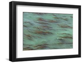 USA, California, Big Sur. Strands of ocean kelp forest.-Jaynes Gallery-Framed Photographic Print