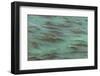 USA, California, Big Sur. Strands of ocean kelp forest.-Jaynes Gallery-Framed Photographic Print