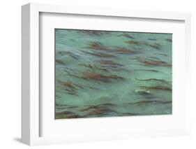 USA, California, Big Sur. Strands of ocean kelp forest.-Jaynes Gallery-Framed Photographic Print