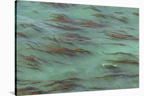 USA, California, Big Sur. Strands of ocean kelp forest.-Jaynes Gallery-Stretched Canvas