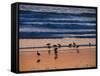 USA, California. Birds feeding on a beach near Morro Bay at sunset.-Anna Miller-Framed Stretched Canvas