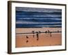 USA, California. Birds feeding on a beach near Morro Bay at sunset.-Anna Miller-Framed Photographic Print