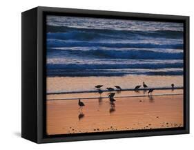 USA, California. Birds feeding on a beach near Morro Bay at sunset.-Anna Miller-Framed Stretched Canvas