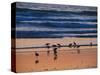 USA, California. Birds feeding on a beach near Morro Bay at sunset.-Anna Miller-Stretched Canvas