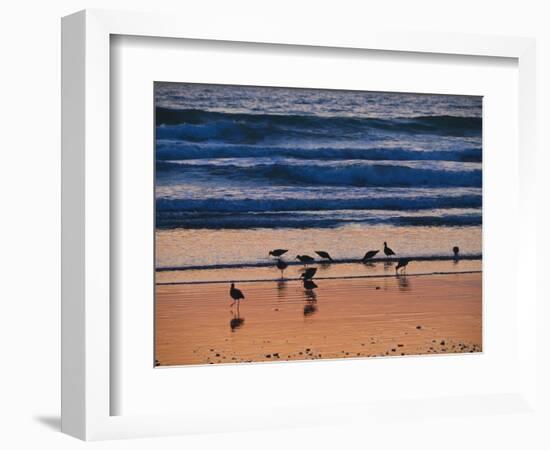 USA, California. Birds feeding on a beach near Morro Bay at sunset.-Anna Miller-Framed Photographic Print