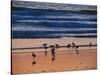 USA, California. Birds feeding on a beach near Morro Bay at sunset.-Anna Miller-Stretched Canvas