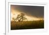 USA, California, Black Butte Lake. Backlit oak trees and grass at sunset.-Jaynes Gallery-Framed Photographic Print