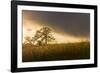 USA, California, Black Butte Lake. Backlit oak trees and grass at sunset.-Jaynes Gallery-Framed Photographic Print