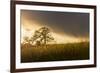 USA, California, Black Butte Lake. Backlit oak trees and grass at sunset.-Jaynes Gallery-Framed Photographic Print