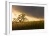 USA, California, Black Butte Lake. Backlit oak trees and grass at sunset.-Jaynes Gallery-Framed Photographic Print