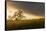 USA, California, Black Butte Lake. Backlit oak trees and grass at sunset.-Jaynes Gallery-Framed Stretched Canvas