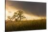 USA, California, Black Butte Lake. Backlit oak trees and grass at sunset.-Jaynes Gallery-Stretched Canvas