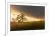 USA, California, Black Butte Lake. Backlit oak trees and grass at sunset.-Jaynes Gallery-Framed Premium Photographic Print