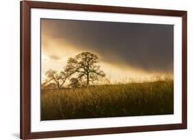 USA, California, Black Butte Lake. Backlit oak trees and grass at sunset.-Jaynes Gallery-Framed Premium Photographic Print