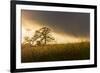 USA, California, Black Butte Lake. Backlit oak trees and grass at sunset.-Jaynes Gallery-Framed Premium Photographic Print