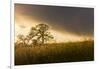 USA, California, Black Butte Lake. Backlit oak trees and grass at sunset.-Jaynes Gallery-Framed Photographic Print