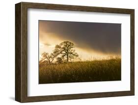 USA, California, Black Butte Lake. Backlit oak trees and grass at sunset.-Jaynes Gallery-Framed Photographic Print