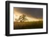 USA, California, Black Butte Lake. Backlit oak trees and grass at sunset.-Jaynes Gallery-Framed Photographic Print