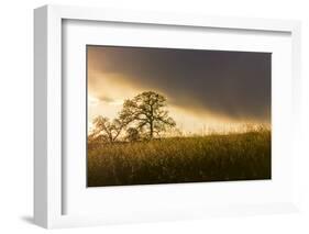 USA, California, Black Butte Lake. Backlit oak trees and grass at sunset.-Jaynes Gallery-Framed Photographic Print