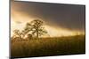 USA, California, Black Butte Lake. Backlit oak trees and grass at sunset.-Jaynes Gallery-Mounted Photographic Print