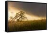 USA, California, Black Butte Lake. Backlit oak trees and grass at sunset.-Jaynes Gallery-Framed Stretched Canvas