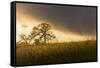 USA, California, Black Butte Lake. Backlit oak trees and grass at sunset.-Jaynes Gallery-Framed Stretched Canvas