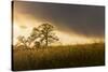 USA, California, Black Butte Lake. Backlit oak trees and grass at sunset.-Jaynes Gallery-Stretched Canvas