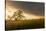 USA, California, Black Butte Lake. Backlit oak trees and grass at sunset.-Jaynes Gallery-Stretched Canvas