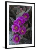 USA, California. Blooming beavertail prickly pear in desert landscape, Joshua Tree National Park-Judith Zimmerman-Framed Photographic Print