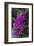 USA, California. Blooming beavertail prickly pear in desert landscape, Joshua Tree National Park-Judith Zimmerman-Framed Photographic Print