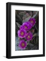 USA, California. Blooming beavertail prickly pear in desert landscape, Joshua Tree National Park-Judith Zimmerman-Framed Photographic Print