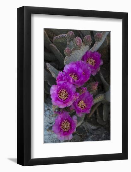 USA, California. Blooming beavertail prickly pear in desert landscape, Joshua Tree National Park-Judith Zimmerman-Framed Photographic Print