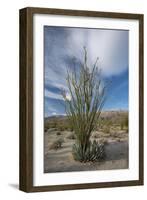 USA, California. Blooming Ocotillo in desert landscape, Anza-Borrego Desert State Park-Judith Zimmerman-Framed Photographic Print