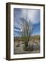 USA, California. Blooming Ocotillo in desert landscape, Anza-Borrego Desert State Park-Judith Zimmerman-Framed Photographic Print