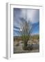 USA, California. Blooming Ocotillo in desert landscape, Anza-Borrego Desert State Park-Judith Zimmerman-Framed Photographic Print