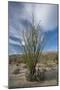 USA, California. Blooming Ocotillo in desert landscape, Anza-Borrego Desert State Park-Judith Zimmerman-Mounted Photographic Print
