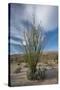 USA, California. Blooming Ocotillo in desert landscape, Anza-Borrego Desert State Park-Judith Zimmerman-Stretched Canvas