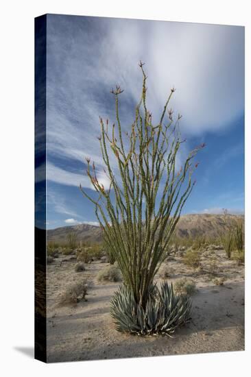 USA, California. Blooming Ocotillo in desert landscape, Anza-Borrego Desert State Park-Judith Zimmerman-Stretched Canvas