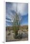 USA, California. Blooming Ocotillo in desert landscape, Anza-Borrego Desert State Park-Judith Zimmerman-Framed Photographic Print