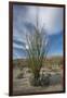 USA, California. Blooming Ocotillo in desert landscape, Anza-Borrego Desert State Park-Judith Zimmerman-Framed Photographic Print