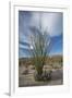 USA, California. Blooming Ocotillo in desert landscape, Anza-Borrego Desert State Park-Judith Zimmerman-Framed Premium Photographic Print