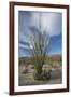 USA, California. Blooming Ocotillo in desert landscape, Anza-Borrego Desert State Park-Judith Zimmerman-Framed Premium Photographic Print