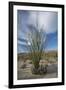 USA, California. Blooming Ocotillo in desert landscape, Anza-Borrego Desert State Park-Judith Zimmerman-Framed Premium Photographic Print