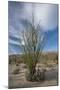 USA, California. Blooming Ocotillo in desert landscape, Anza-Borrego Desert State Park-Judith Zimmerman-Mounted Premium Photographic Print