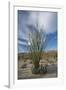 USA, California. Blooming Ocotillo in desert landscape, Anza-Borrego Desert State Park-Judith Zimmerman-Framed Photographic Print