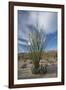 USA, California. Blooming Ocotillo in desert landscape, Anza-Borrego Desert State Park-Judith Zimmerman-Framed Photographic Print